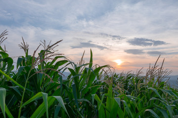 corn field green meadow farm and blue sky in twilight.