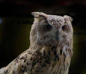 Owl / Portrait of eagle owl on dark background.