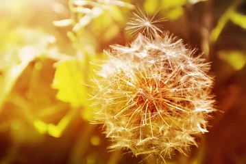 Gartenposter Pusteblume Löwenzahn hautnah auf natürlichem Hintergrund. Sommerwiese bei Sonnenuntergang