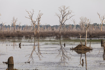 Artificial lake with bare trees around Neak Pean at Angkor in Cambodia. Black and white picture