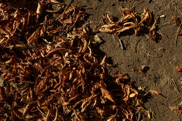 city park early autumn. Trees, bushes, grass, lawn, sky, yellow leaves, texture, autumn background.
