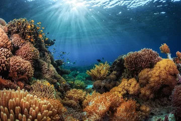 Selbstklebende Fototapete Unterwasser Indonesien
