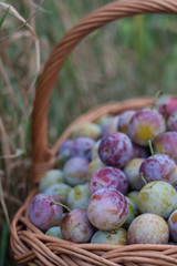 plum in a wicker basket in the garden