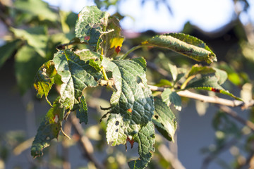 disease leaves plum