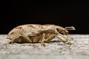Beetle weevil (Sciaphobus squalidus) on wooden board on black background. Side view.