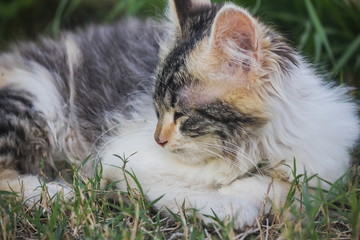 gatito durmiendo en el pasto