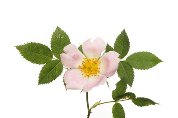 Dog Rose flower