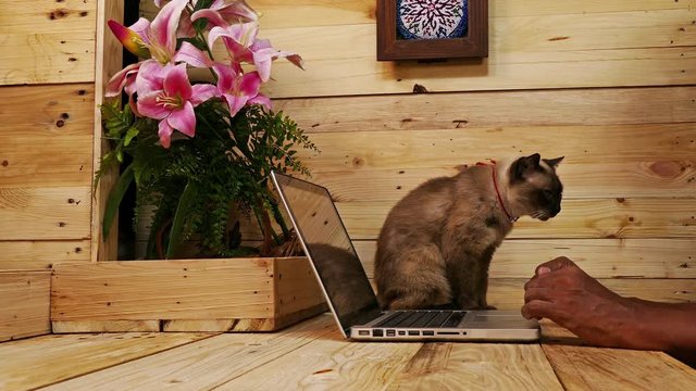 Siamese cats longevity this Siamese cat is 19 years old still good health. the color white ivory. and dark brown 9 points 