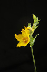 Yellow Loosestrife flower