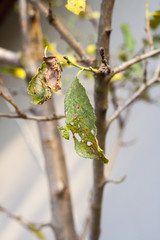 disease leaves plum