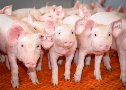 Gruppe von neugierigen Ferkel in einer Ferkelbucht