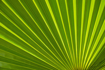 Background of green palm tree leaf with stripes