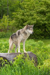 Naklejka na ściany i meble Grey Wolf (Canis lupus) Stands on Rock Looking Right