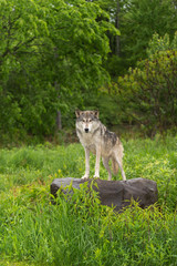 Grey Wolf (Canis lupus) Looks Out from Atop Rock