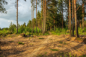 Forest after a storm.