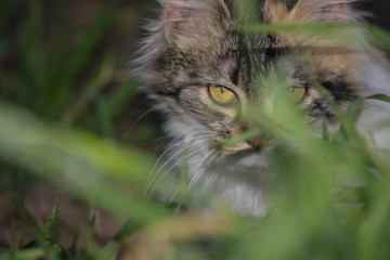 Naklejka na ściany i meble gatito escondido detras de la hierva verde