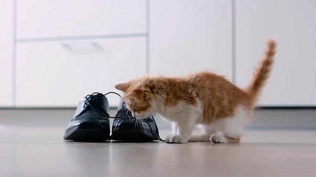 Kitten Plays With Men's Shoes