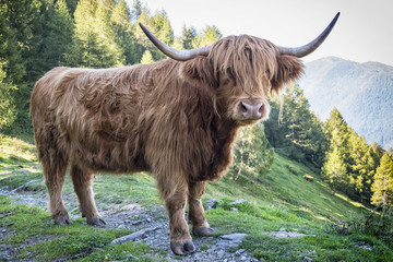 Manzo scozzese
