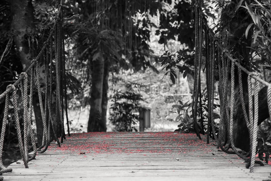 Fototapeta Suspension bridge with ropes leading to tropical forest covered with red flowers on wooden planks and blurred background in black and white color