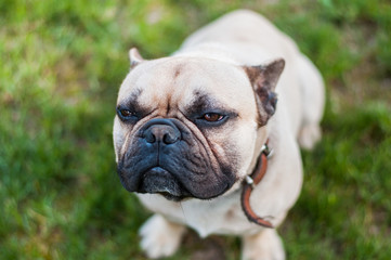 Obraz premium Brown French Bulldog