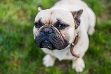 Brown French Bulldog