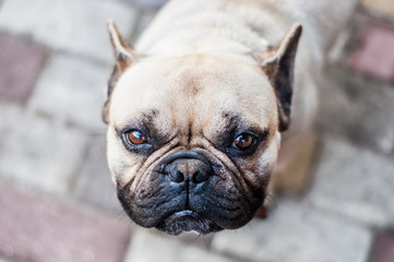 Obraz premium Brown French Bulldog