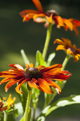 Daisy Three Top Bottom