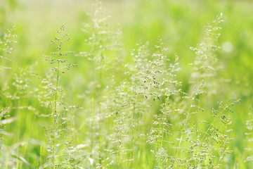 Light green grass for background