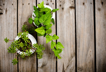 Natural green plants on an old vintage wooden board