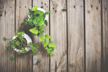 Natural green plants on an old vintage wooden board