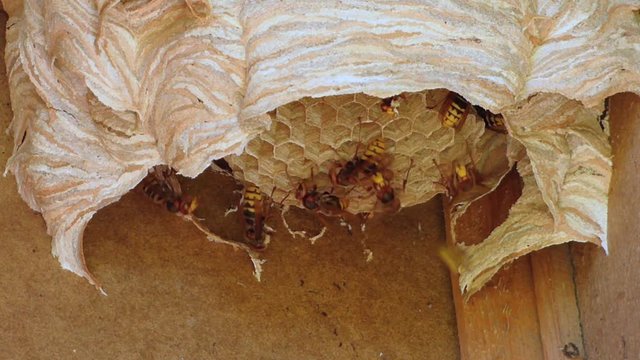 Wasp nest