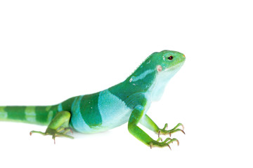 Obraz premium Fidżi banded iguana na białym tle