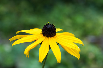 Nahaufnahme einer gelben Rudbeckia Blüte vor einem natürlichen grünen Hintergrund
