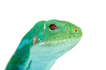 The Fiji banded iguana on white
