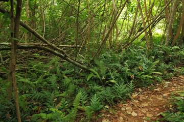 A hiking trail on the island of Kauai, Hawaii