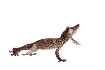 Naklejka premium Giant leaf tailed gecko on white