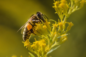 Bee and Goldenrod