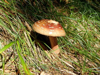 toadstool,
