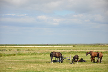 Fototapeta na wymiar Nordseeküste mit Pferden