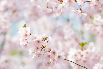Pink blossoming flowers