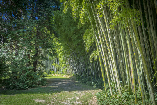 All&eacute;e de bambous verts dans la Bambouseraie d'Anduze