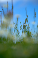 Green grass closeup on blue sky