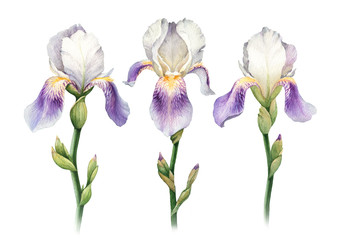 Watercolor iris flower illustration