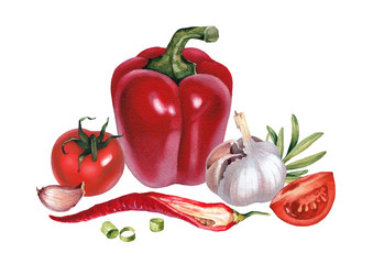 Watercolor illustrations of vegetables