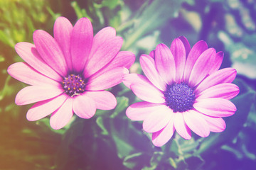 Flowers - With Instagram effect