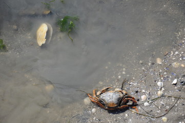 Nordsee - Krabbe - Strandkrabbe