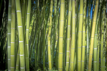 Tiges de Bambous dans la Bambouseraie d'Anduze