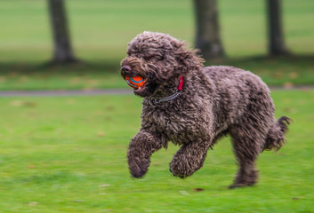 Male brown Cockerpoo cross breed dog running in local park, Liverpool, England