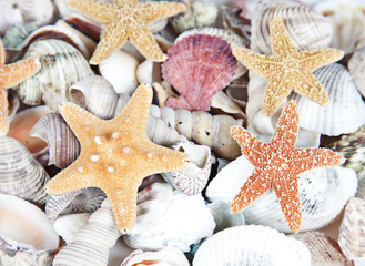 Nice sea shells on the sandy beach taken closeup, 