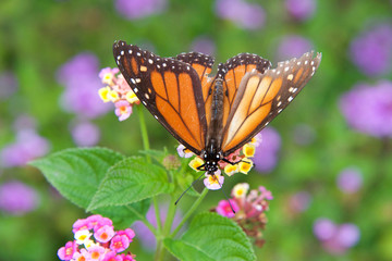 tattered Monarch butterfly on yellow and pink lantana flowers, drinking nectar. It may be the most familiar North American butterfly, and is considered an iconic pollinator species. Top view